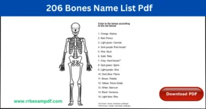 Read more about the article 206 Bones Name List Pdf